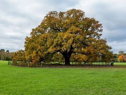 Water Oak (Quercus nigra)